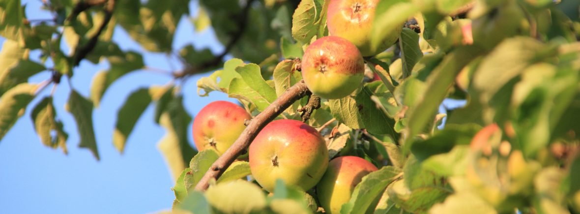 Bild Äpfel am Baum